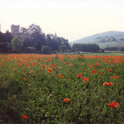 Oltrepò pavese